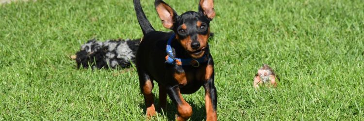 Miniature Pinscher puppies