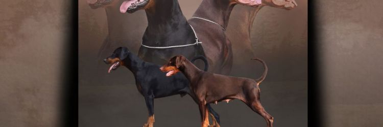 Doberman 