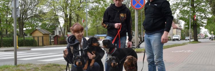 Dostępne szczenięta rasy DOBERMAN