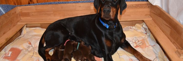 MAMY SZCZENIĘTA RASY DOBERMAN
