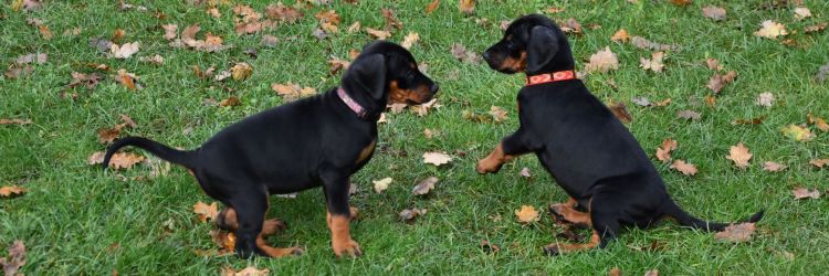 Doberman szczenięta
