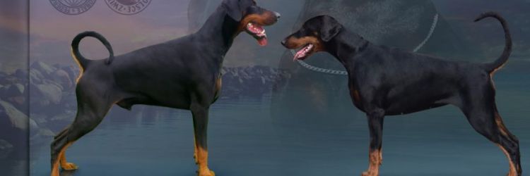 Doberman szczenięta