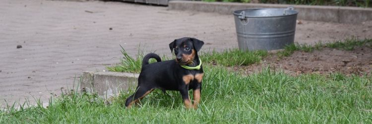 Miniature Pinscher puppies