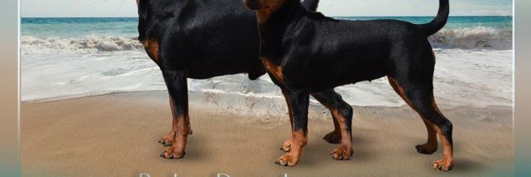 Miniature Pinscher puppies