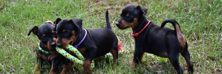 We have MINIATURE PINSCHER  puppies