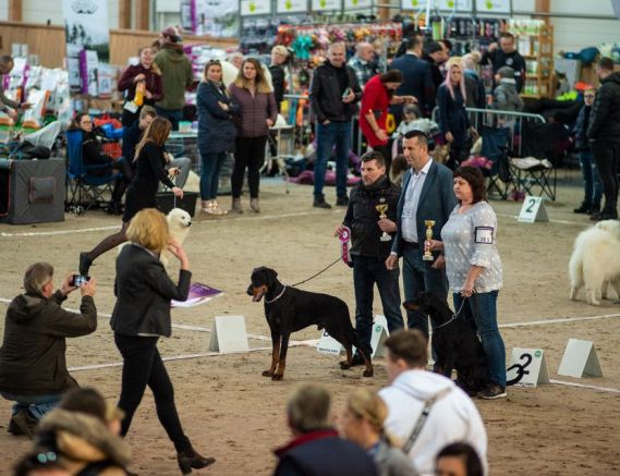 IVA Baltic Residence, Junior Winner, Best Junior in Breed, BOS