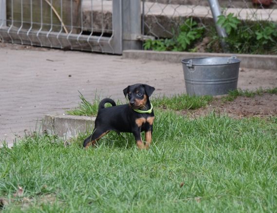 Male T litter