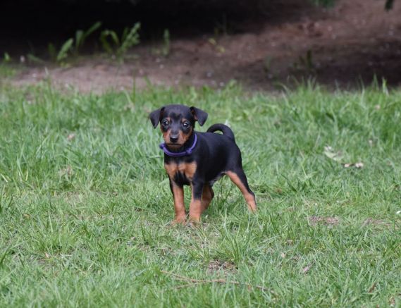 Male T litter