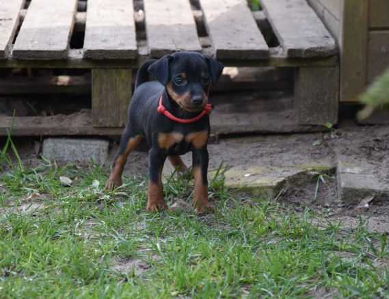 Male T litter